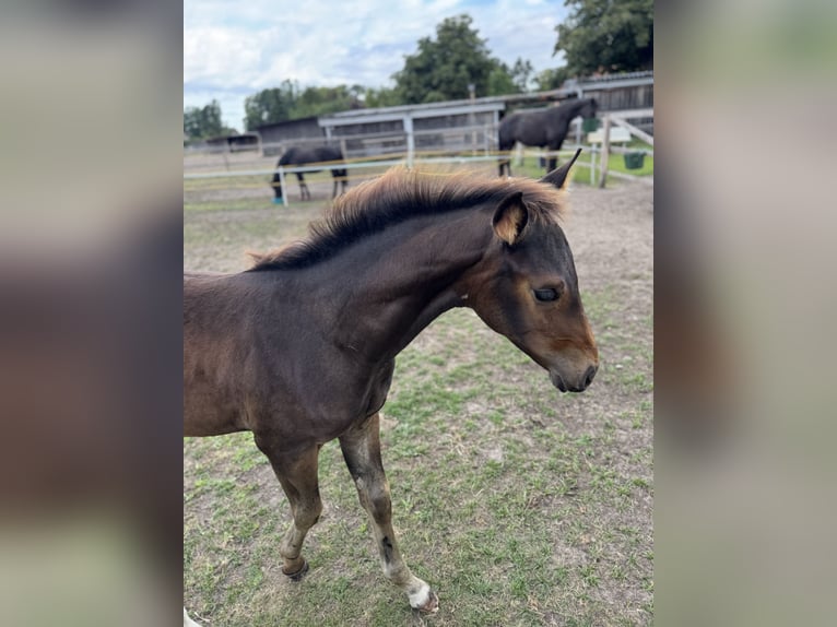 Hannoveraan Merrie Veulen (04/2025) Zwartbruin in Wedemark