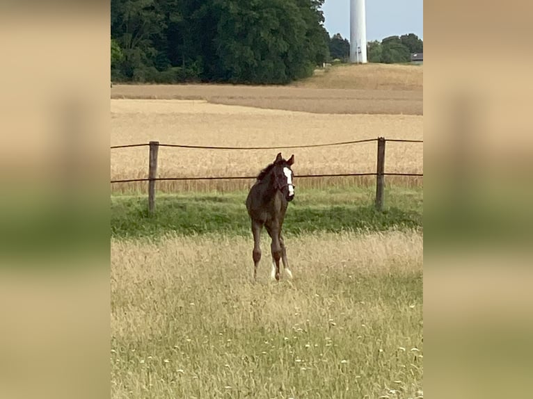 Hannoveraan Merrie Veulen (06/2025) Zwartbruin in Petershagen