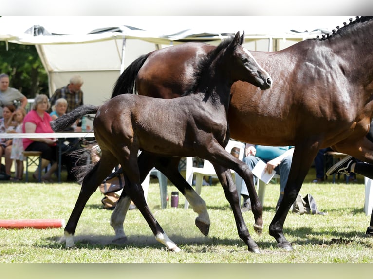 Hannoveraan Merrie veulen (05/2024) Zwartbruin in Trebel