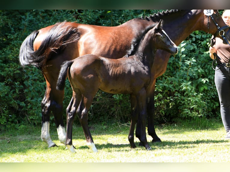 Hannoveraan Merrie veulen (05/2024) Zwartbruin in Trebel