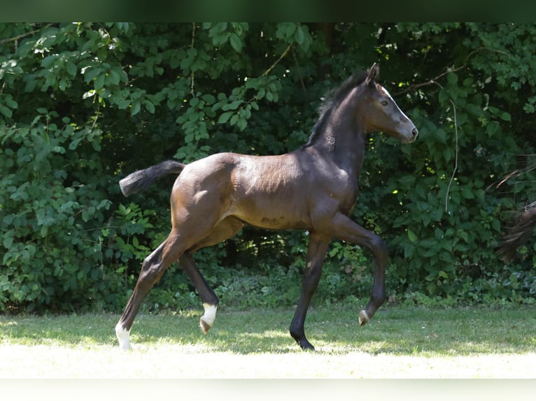 Hannoveraan Merrie veulen (05/2024) Zwartbruin in Trebel