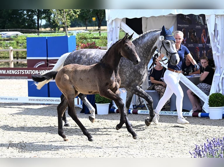 Hannoveraan Merrie Veulen (04/2025) Zwartschimmel in Buchholz in der Nordheide