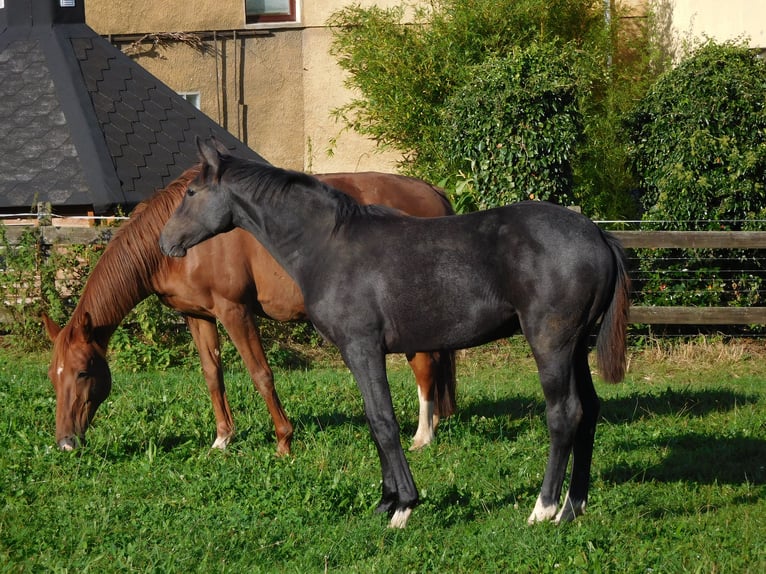 Hannoveraan Merrie veulen (02/2024) Zwartschimmel in Freden (Leine)