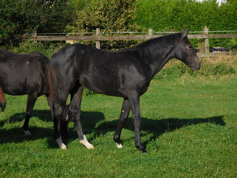 Hannoveraan Merrie veulen (02/2024) Zwartschimmel in Freden (Leine)