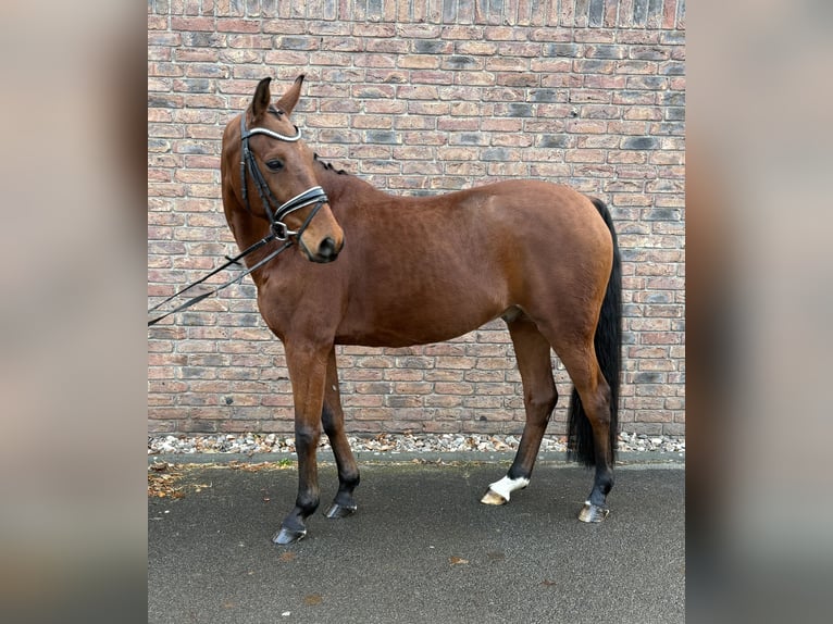 Hannoveraan Ruin 10 Jaar 160 cm Bruin in Niederkassel