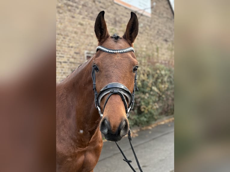Hannoveraan Ruin 10 Jaar 160 cm Bruin in Niederkassel
