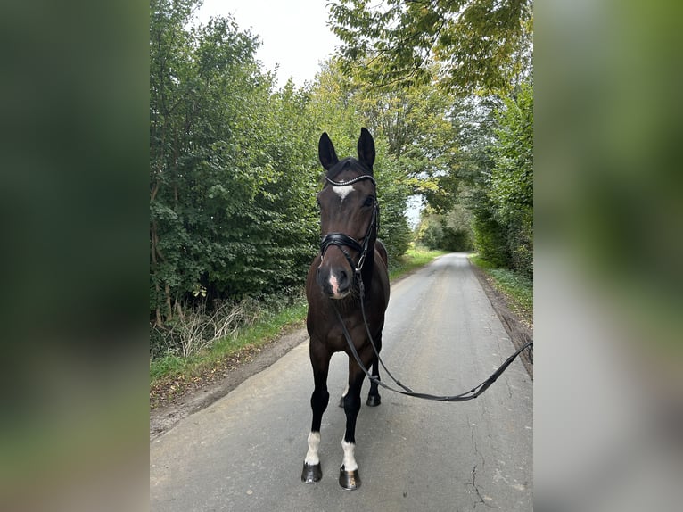 Hannoveraan Ruin 10 Jaar 160 cm Donkerbruin in Ennigerloh