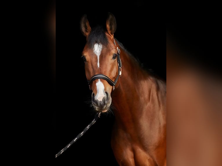 Hannoveraan Ruin 10 Jaar 163 cm Bruin in Bremerhaven