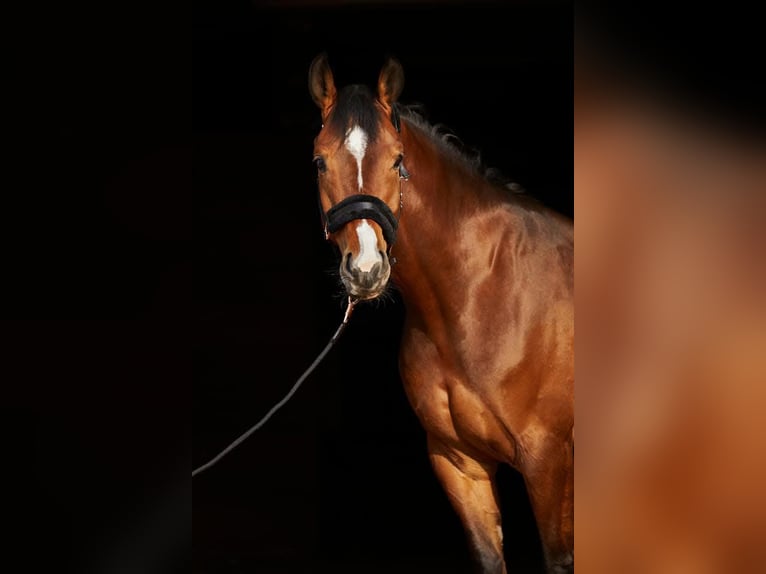 Hannoveraan Ruin 10 Jaar 163 cm Bruin in Bremerhaven