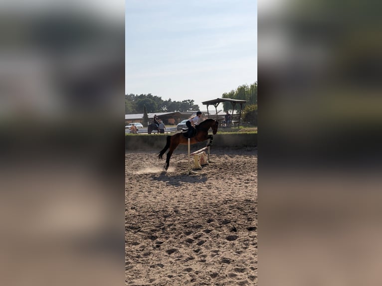 Hannoveraan Ruin 10 Jaar 163 cm Bruin in Jühnsdorf