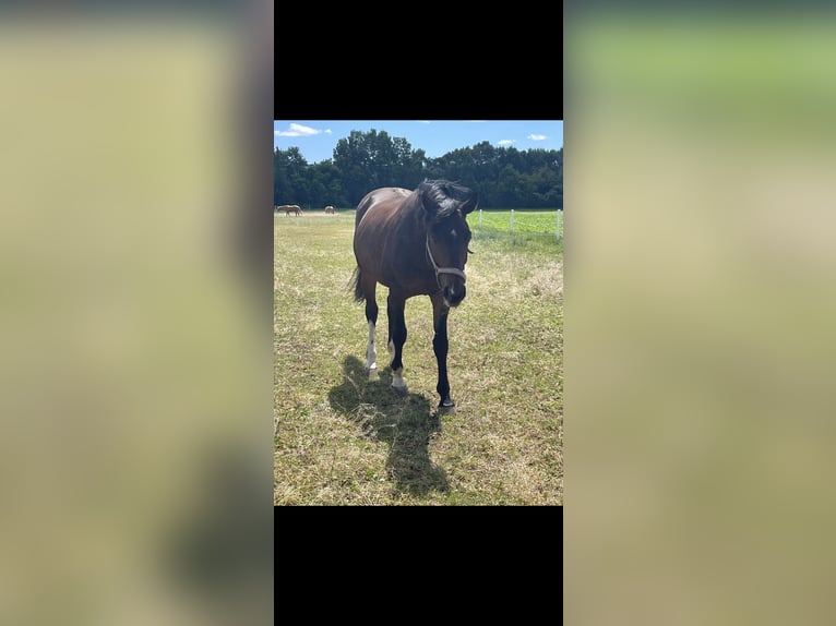 Hannoveraan Ruin 10 Jaar 164 cm Donkerbruin in Weidlingbach