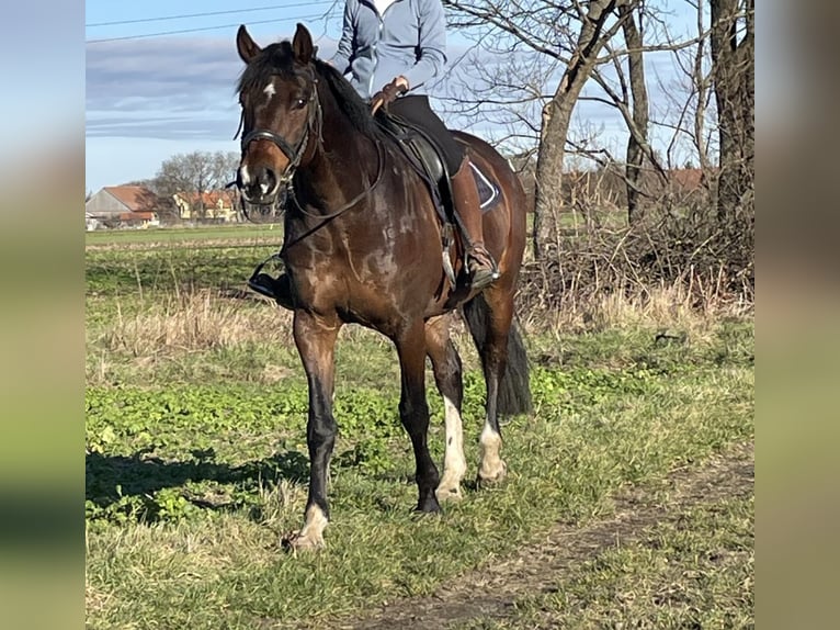 Hannoveraan Ruin 10 Jaar 164 cm Donkerbruin in Weidlingbach