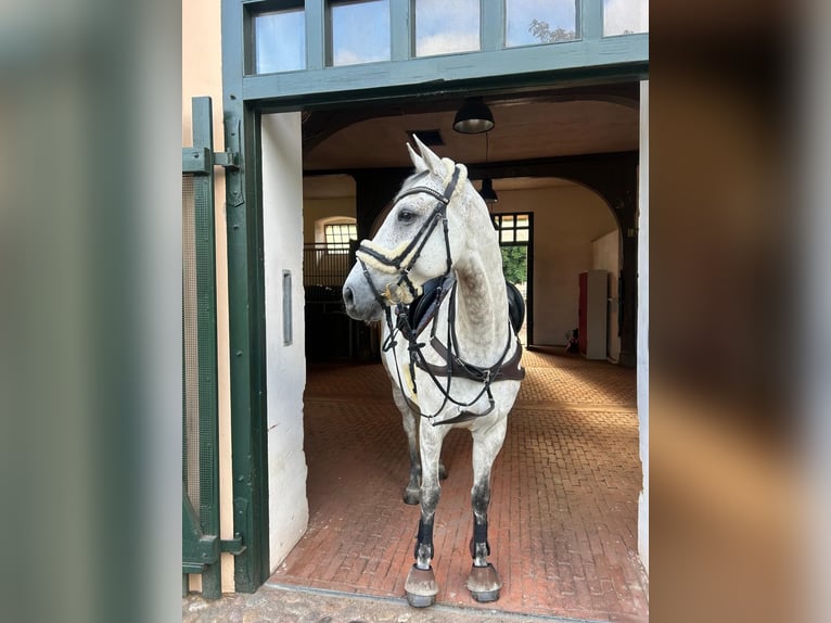 Hannoveraan Ruin 10 Jaar 165 cm Appelschimmel in Dallgow-D&#xF6;beritzDallgow-D&#xF6;beritz