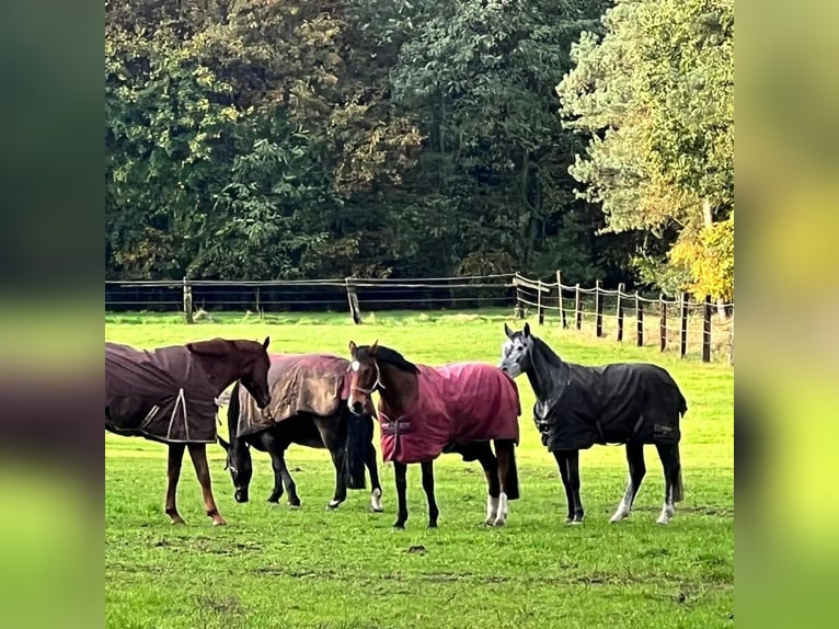 Hannoveraan Ruin 10 Jaar 166 cm Bruin in Barenburg