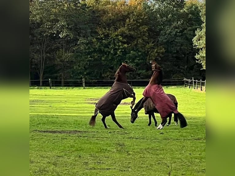 Hannoveraan Ruin 10 Jaar 166 cm Bruin in Barenburg