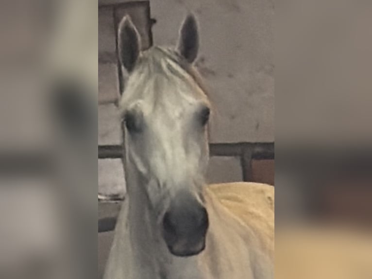 Hannoveraan Ruin 10 Jaar 166 cm Schimmel in Braunschweig