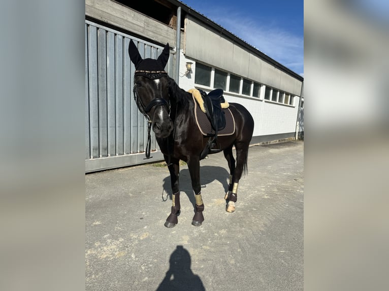 Hannoveraan Ruin 10 Jaar 166 cm Zwart in Mainz