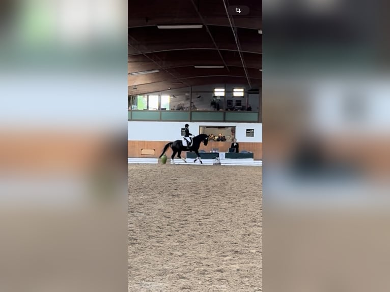 Hannoveraan Ruin 10 Jaar 166 cm Zwart in Mainz