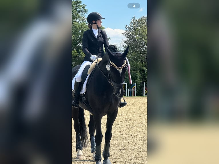 Hannoveraan Ruin 10 Jaar 166 cm Zwart in Mainz