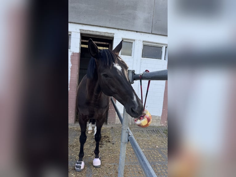 Hannoveraan Ruin 10 Jaar 166 cm Zwart in Mainz