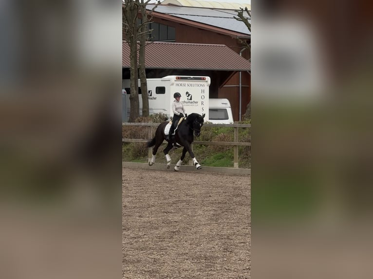 Hannoveraan Ruin 10 Jaar 166 cm Zwart in Mainz