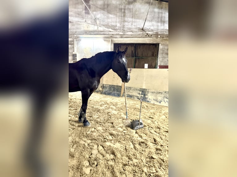 Hannoveraan Ruin 10 Jaar 166 cm Zwart in Mainz