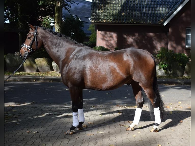 Hannoveraan Ruin 10 Jaar 167 cm Bruin in Fredenbeck