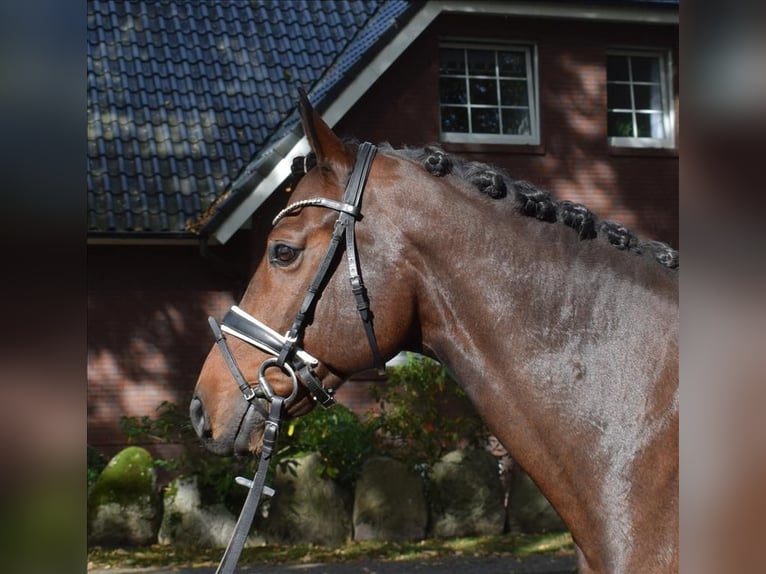 Hannoveraan Ruin 10 Jaar 167 cm Bruin in Fredenbeck