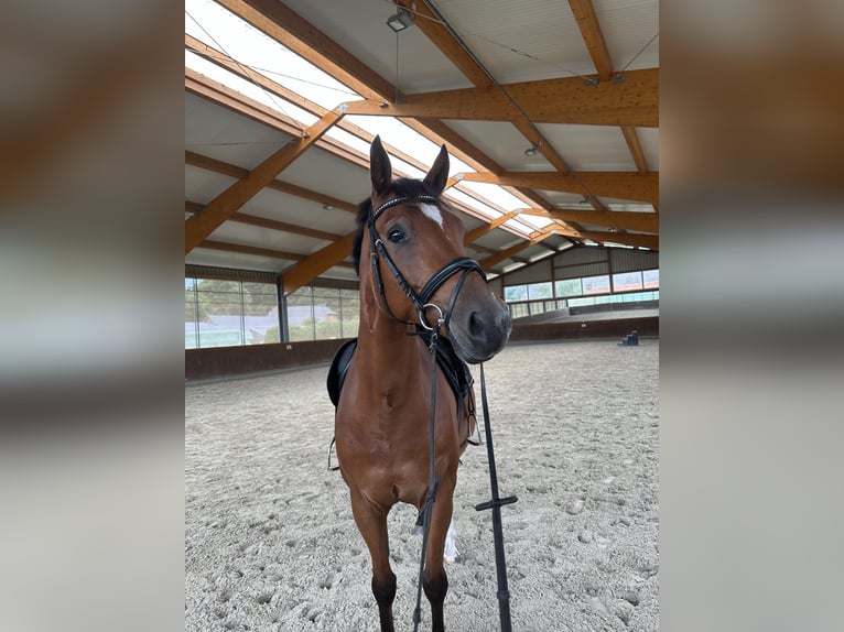 Hannoveraan Ruin 10 Jaar 167 cm Bruin in Scharnebeck