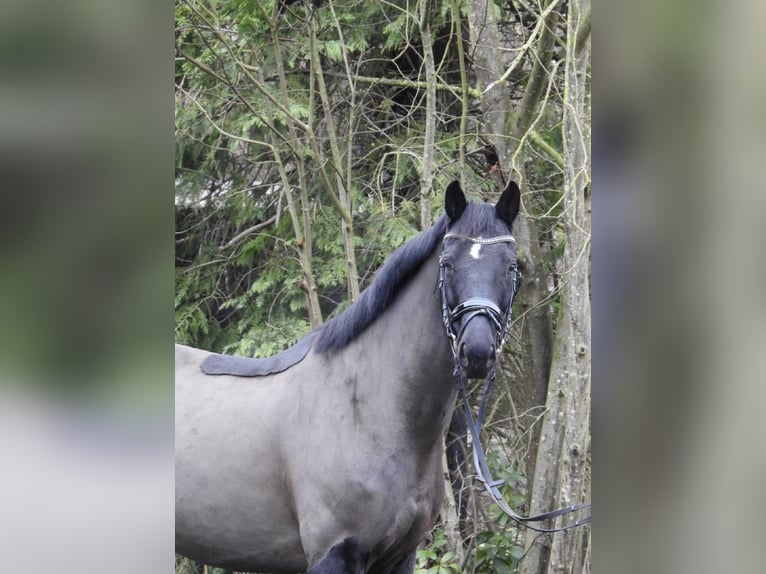 Hannoveraan Ruin 10 Jaar 167 cm Zwart in Verl