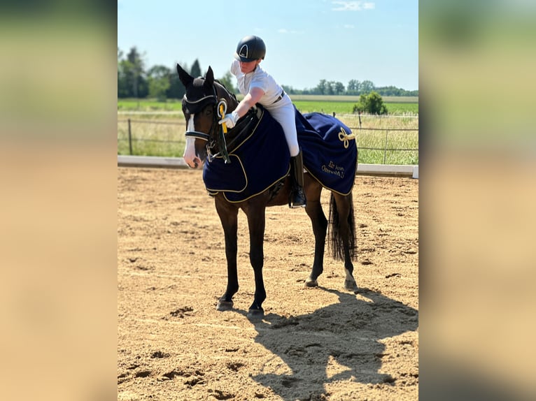 Hannoveraan Ruin 10 Jaar 168 cm Bruin in Landesbergen