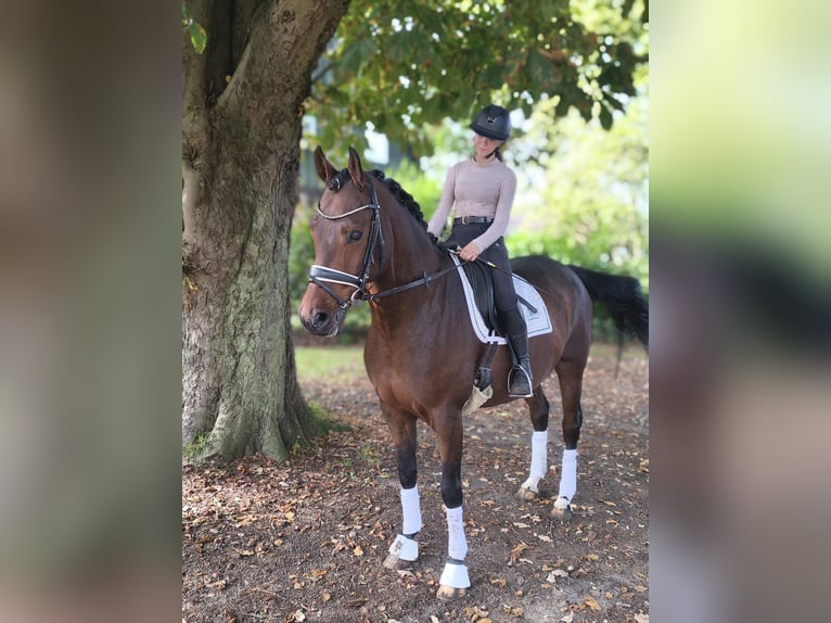 Hannoveraan Ruin 10 Jaar 168 cm Bruin in Fredenbeck