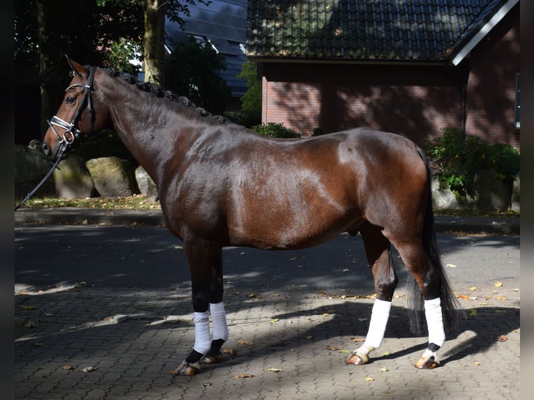 Hannoveraan Ruin 10 Jaar 168 cm Bruin in Fredenbeck