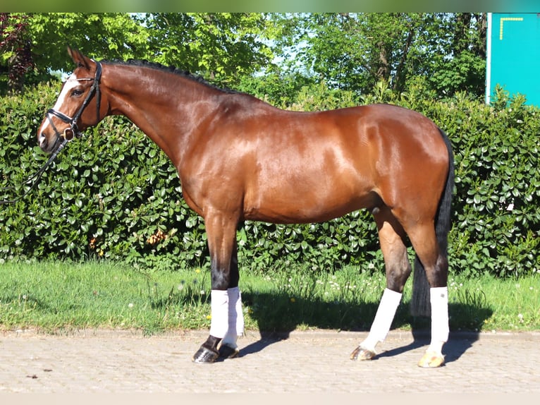 Hannoveraan Ruin 10 Jaar 168 cm Bruin in Selsingen