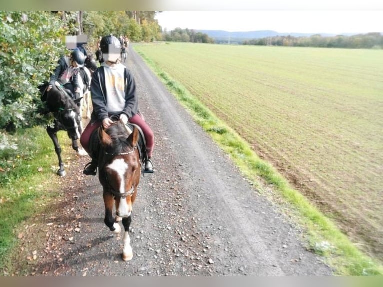 Hannoveraan Ruin 10 Jaar 168 cm Bruin in Mupperg