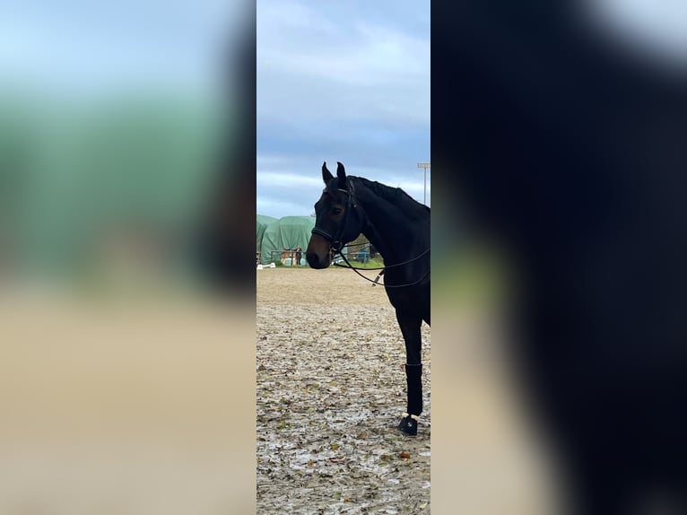 Hannoveraan Ruin 10 Jaar 168 cm Bruin in Ratingen