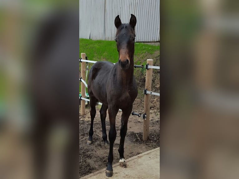 Hannoveraan Ruin 10 Jaar 168 cm Bruin in Ratingen