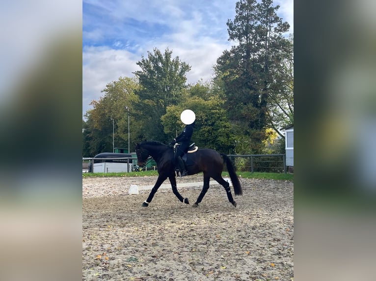 Hannoveraan Ruin 10 Jaar 168 cm Bruin in Ratingen