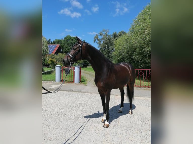 Hannoveraan Ruin 10 Jaar 168 cm Donkerbruin in Ganschow