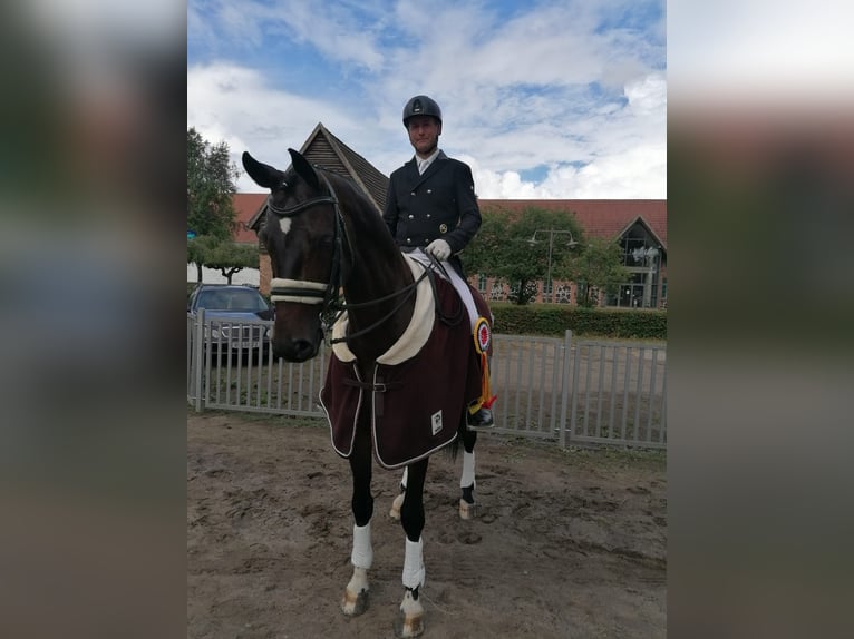 Hannoveraan Ruin 10 Jaar 168 cm Donkerbruin in Ganschow