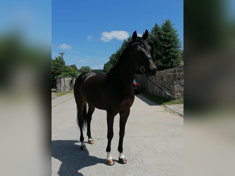 Hannoveraan Ruin 10 Jaar 168 cm Donkerbruin in Ganschow