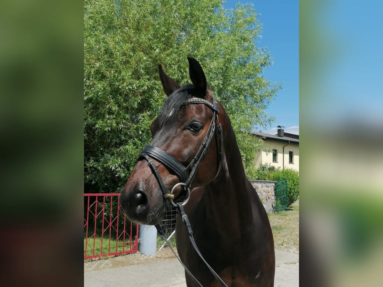 Hannoveraan Ruin 10 Jaar 168 cm Donkerbruin in Ganschow