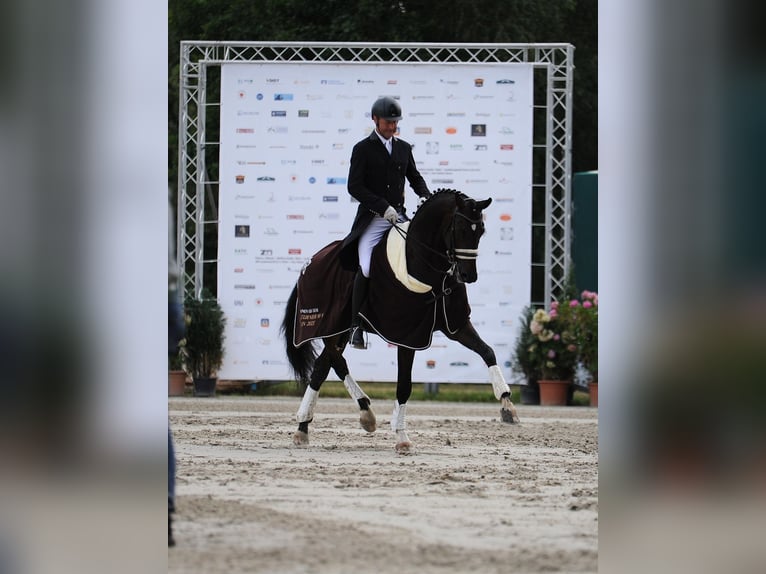 Hannoveraan Ruin 10 Jaar 168 cm Donkerbruin in Ganschow