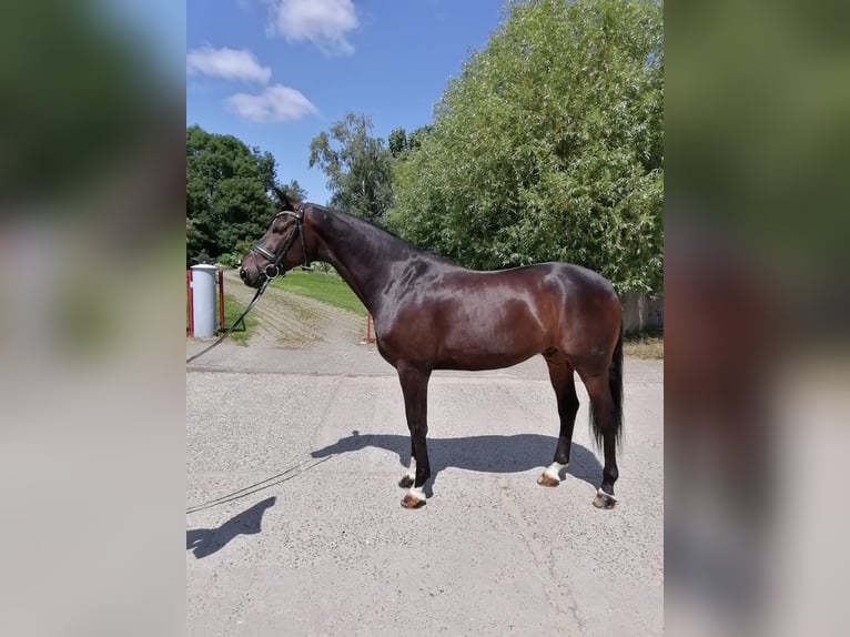 Hannoveraan Ruin 10 Jaar 168 cm Donkerbruin in Ganschow