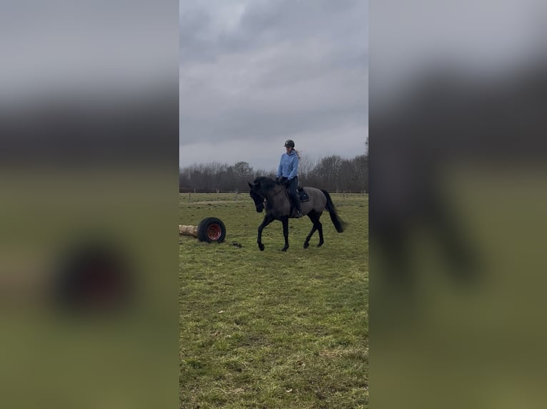 Hannoveraan Mix Ruin 10 Jaar 168 cm Zwartbruin in Rendsburg