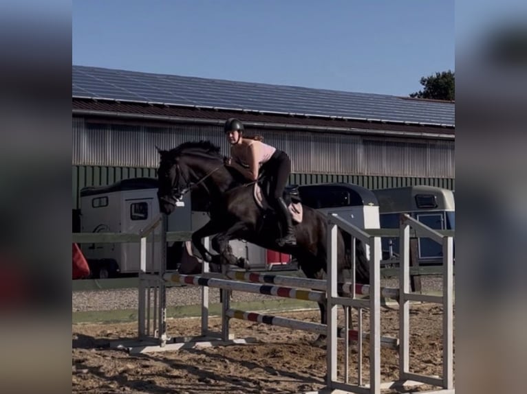 Hannoveraan Mix Ruin 10 Jaar 168 cm Zwartbruin in Rendsburg