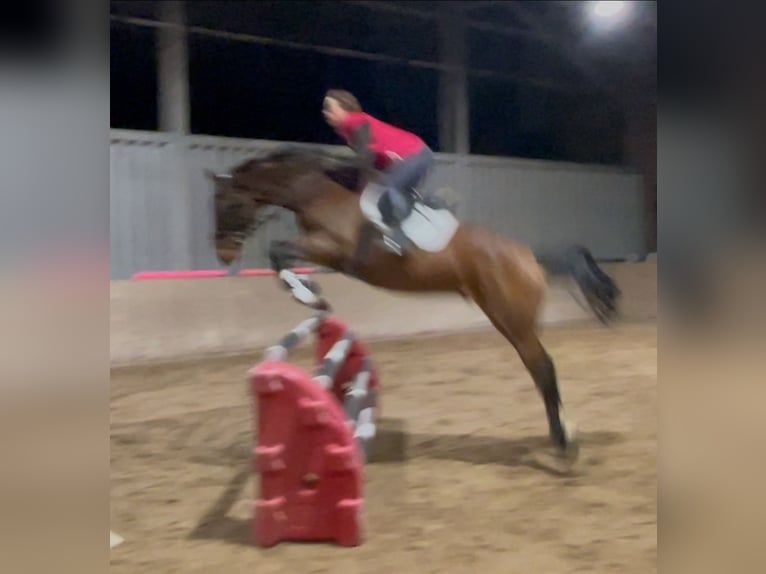 Hannoveraan Ruin 10 Jaar 170 cm Bruin in Wangels