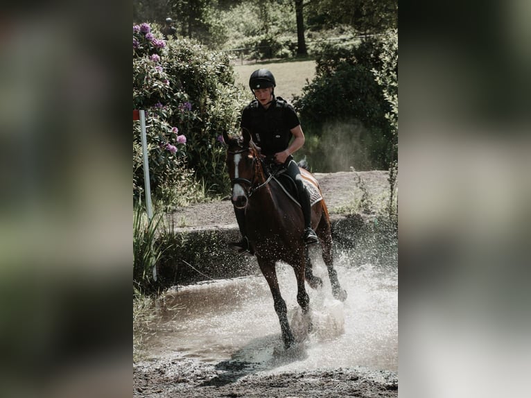 Hannoveraan Ruin 10 Jaar 170 cm Bruin in Weener