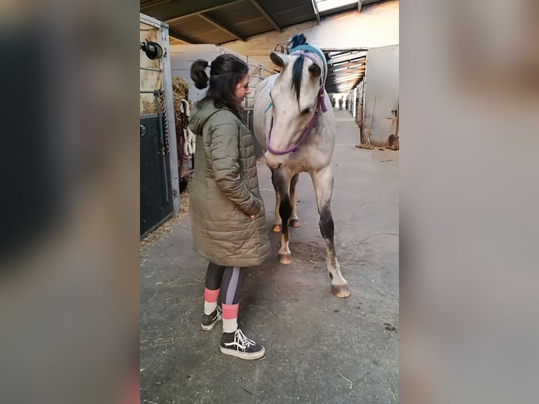 Hannoveraan Ruin 10 Jaar 170 cm Schimmel in Tangstedt