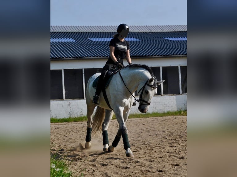 Hannoveraan Ruin 10 Jaar 170 cm Schimmel in Tangstedt